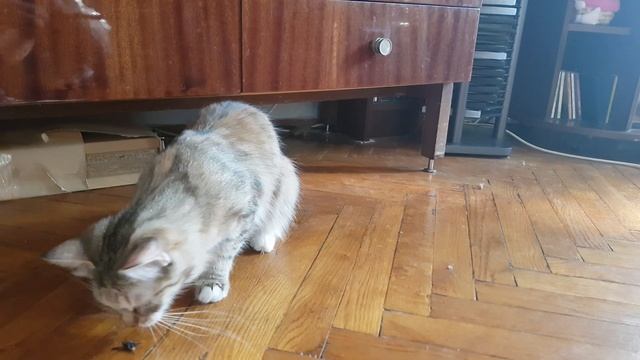 Куся ловит муху смотреть онлайн