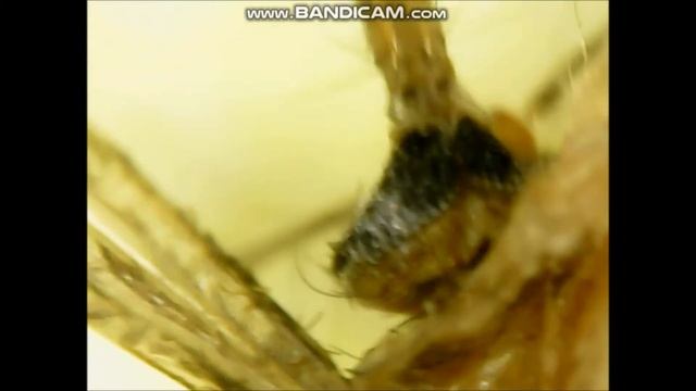 Sivrisineğin Yüzü Mikroskop İnceleme смотреть онлайн