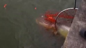 The Best Fishermen of the World  Mega Fish  Лучшие рыбаки мира  Мега рыба