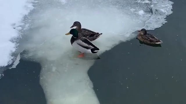 ВЕСНА - А - А ! смотреть онлайн