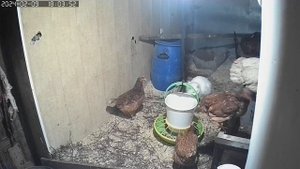 Кот ловит крысу... Да он просто делает вид.