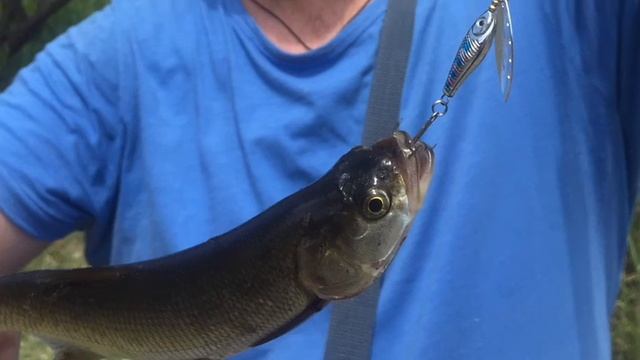 Дунай, высокая вода! смотреть онлайн