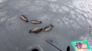ловля карася зимой