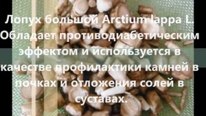 Лесные летние травы. Дикорастущие съедобные и лекарственные растения и грибы
