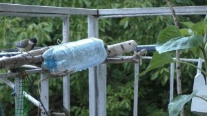 Голоса птиц🌱Синицы🌱Звук птенцов🌱 кормление