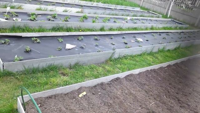 🌻🌻🌻ОЧЕНЬ УДОБНО КАРОБА))МУЛЬЧА)) И ЛЕГКО УХАЖИВАТЬ 🌻🌻🌻 смотреть онлайн