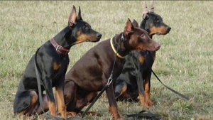 Догтренинг 448. Работают доберманы. Монопородная группа в поле.