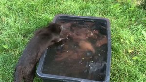 Кот ловит рыбу