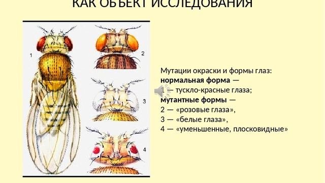 Методы исследования наследственности