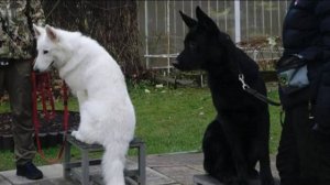 Догтренинг 473. Работают овчарки. В контакт. Виртуальный раздражитель.