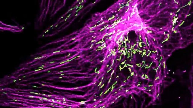 Конфокальная съемка живых клеток с функцией STEADYFOCUS смотреть онлайн