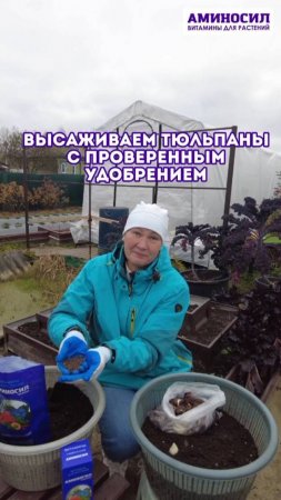 Высаживаем тюльпаны с проверенным удобрением