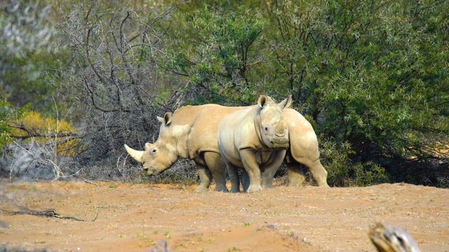 African Nature and Animals in 8K (FUHD) - Sanbona Wildlife Reserve - Short Preview Video смотреть онлайн