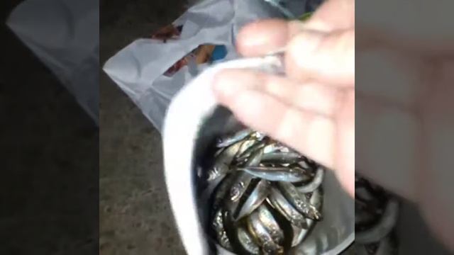 Как мы ловим ставриду #ловляставриды#черноморскаяставрида#рыбалка