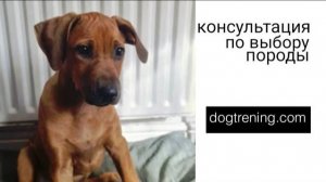 Догтренинг 452. Дистанционная консультация по выбору породы с Марией Смуровой