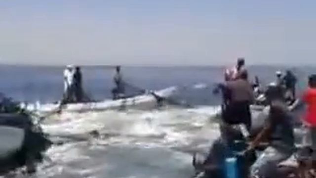 Вот так рыбалка! смотреть онлайн