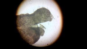 Микромир инфузорий. Микрокосмос. Туфелька. Сувойка. Стилонихия.