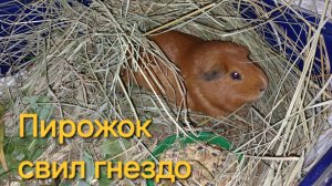 Наш Пирожок свил гнездо и готовится к зиме