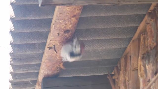 дятел/ woodpecker смотреть онлайн