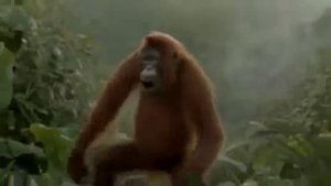 Горила зажигает