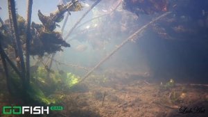GO FISH CAM РЫБА ПОД ВОДОЙ