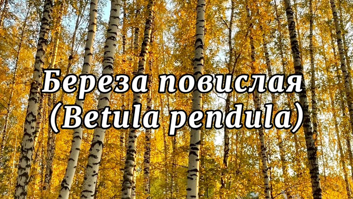Береза повислая