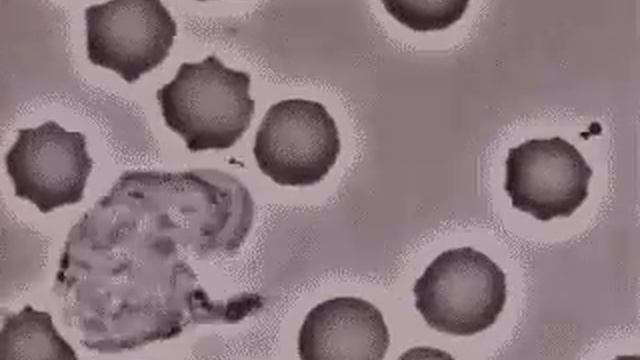 Лейкоцит преследует и поглощает бактерию.