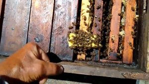 Подсадка молодой плодной матки через пересылочную клеточку в лежаке №6.