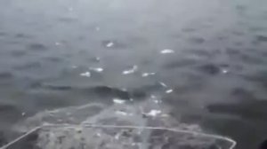Рыбалка в чернобыле - видео