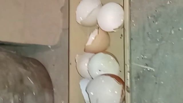 Убираю кроликов! //моё изобретение! смотреть онлайн