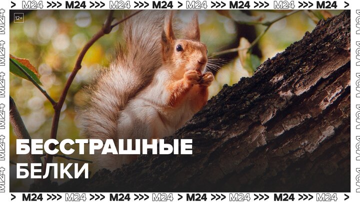 Белки в Парке Горького запрыгивают на колени к посетителям - Москва 24