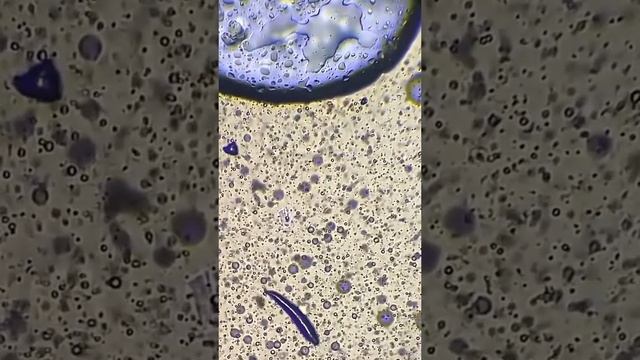 invisibleworld macro zoom satisfying microscope art draw смотреть онлайн