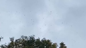 ❄️Снег и мокрый снег с дождем ожидаются в в последнюю пятидневку октября в Москве❄️