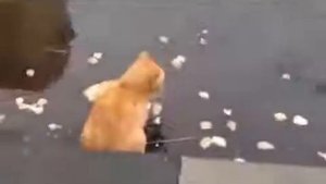 КОТ ПОЙМАЛ РЫБУ BEST FUNNY ANIMALS 2015