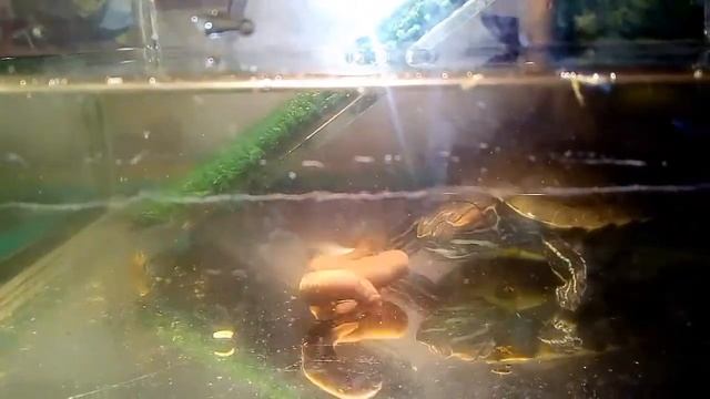 Красноухая черепаха нападает на червяка. смотреть онлайн