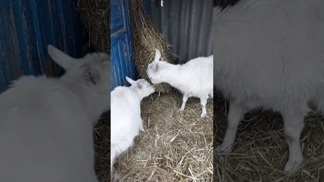 Лучшая кормушка для коз! Вся информация в описании под видео) смотреть онлайн