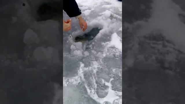 Крупная щука на жерлицу 6,3кг декабрь 2015г.