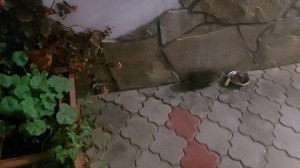 В шикарном отеле ночной ресторан...