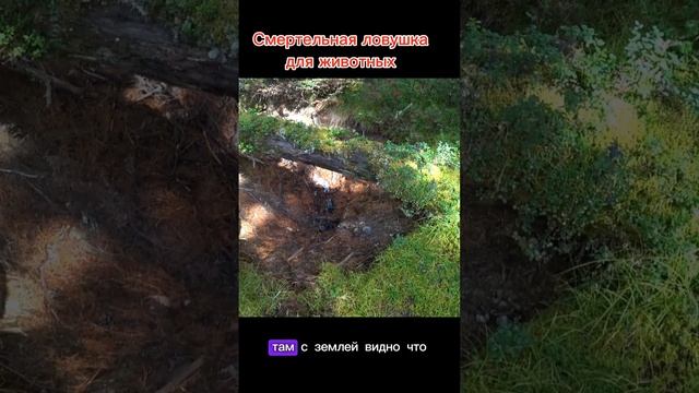 Нашли в тайге смертельную ловушку для животных во время нашего похода в Чойган.
