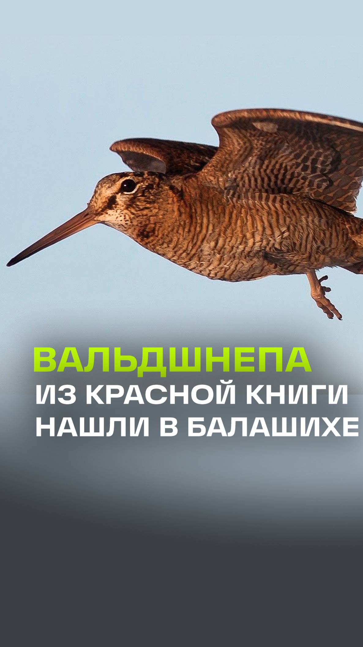 Раненого вальдшнепа из Красной книги нашла жительница Балашихи