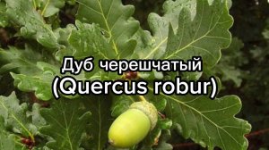 Дуб