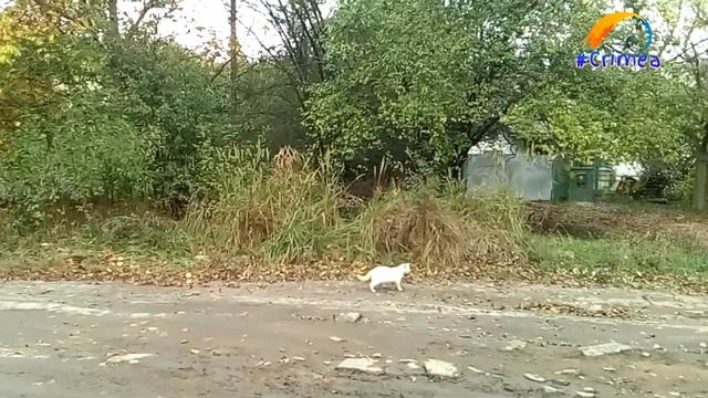 Голубь, Кот и Сокол