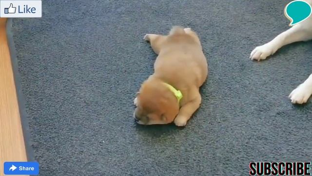 Sweet & Cute Puppies Are Playing With Mommy (Part D)