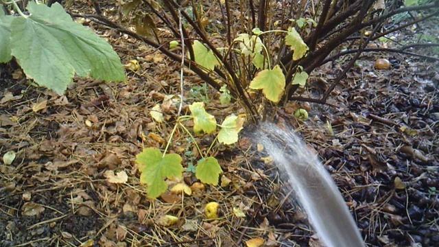 Влагозарядковый полив куста смородины