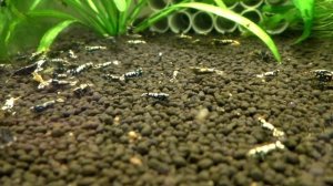 Для новичков Кормление креветок в аквариуме Как часто Чем кормить Сколько кормить