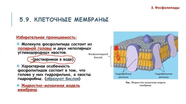 Биология онлайн сабак 6-кун (2-часть) смотреть онлайн