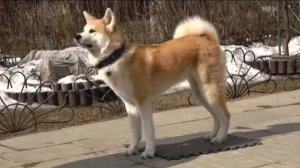 Догтренинг 505. Поразительная акита ину Фумико