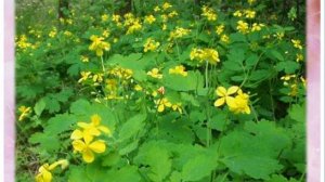 Лекарственные  растения