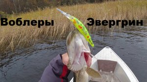 Японцы в деле. Эвергрин.