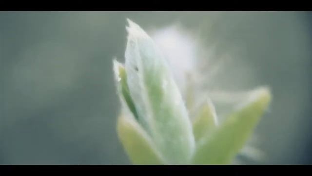 МАКРОСЪЁМКА||MACRO